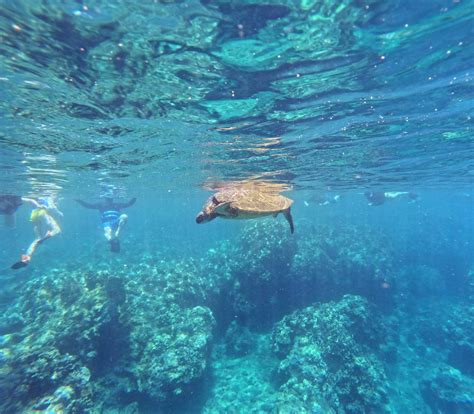 Honolua Bay Snorkeling: Tours and Tips for Snorkeling in Paradise