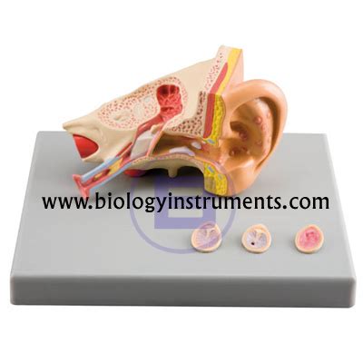 Physics Lab Equipments - Human Ear Model, High School Biology Lab Equipments