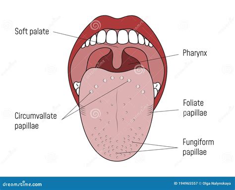 Diagram Of Taste Buds On Tongue