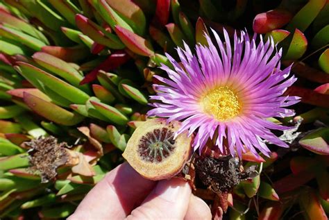 Carpobrotus edulis Profile – California Invasive Plant Council