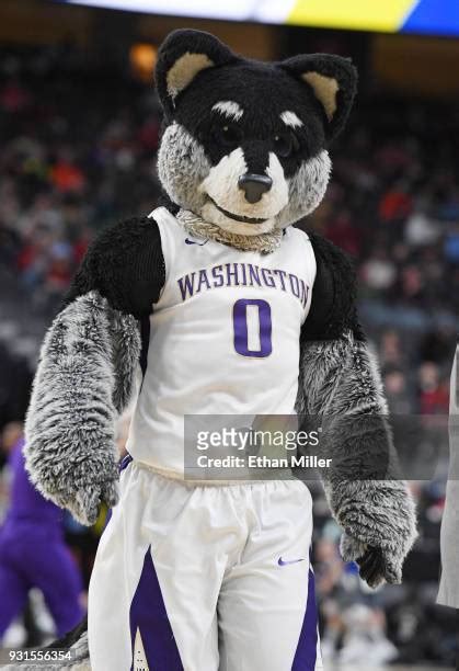 199 Washington Mascot Harry Stock Photos, High-Res Pictures, and Images ...