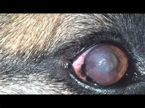 Canine Eye Infections Pictures - Pets Lovers