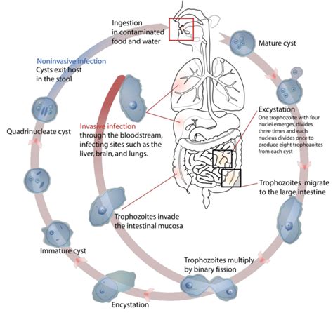 Entamoeba Histolytica Life Cycle Ppt