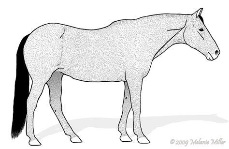 Palomino horse coloring pages download and print for free