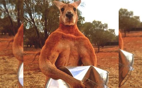 Roger The Extremely Ripped Kangaroo Dies Not Mirin, But At Age 12