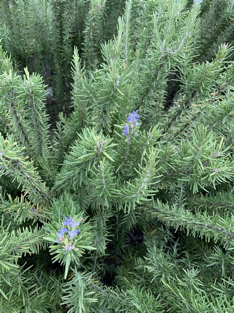 What is this plant? Kind of looks like rosemary but it’s huge! : r/plantclinic