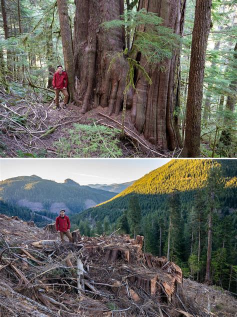 Photos reveal scope of old-growth forest logging in B.C. | The Narwhal