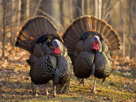 The Wild Turkey | Finger Lakes Land Trust