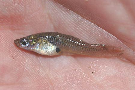 Gambusia affinis (Western Mosquitofish) — Seriously Fish