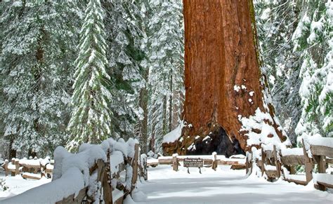 Snowshoeing around Yosemite