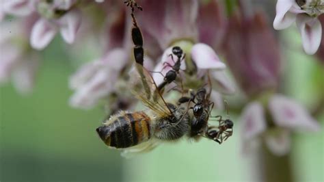 Honey Bees and foraging behavior, flowers for pollenation and nectar, what honey bees eat - YouTube