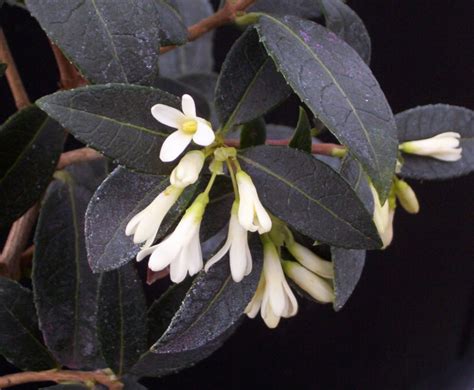 OSMANTHUS BURKWOODII | Rainbow Plants