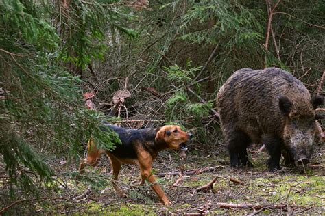 How to Train Your Dog to Hunt Boar | Wag!