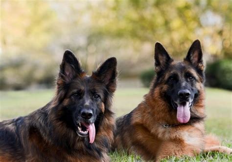 King Shepherd vs German Shepherd: 14 Differences & Facts | Puplore