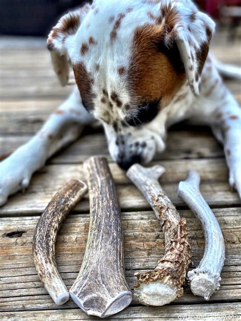 Antler Chews for Dogs | Dylan & Rainey | 100% organic and USA sourced ...