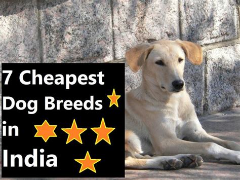 7 Cheapest Dog Breeds in India (With Price) - DogCrunch