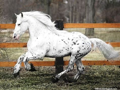 Frisian-appaloosa cross Most Beautiful Horses, Pretty Horses, Animals ...