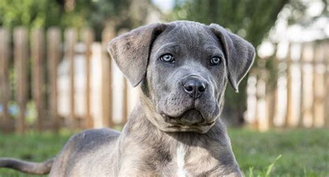 Cane Corso: A Raça de Cachorro Guardiã do Território