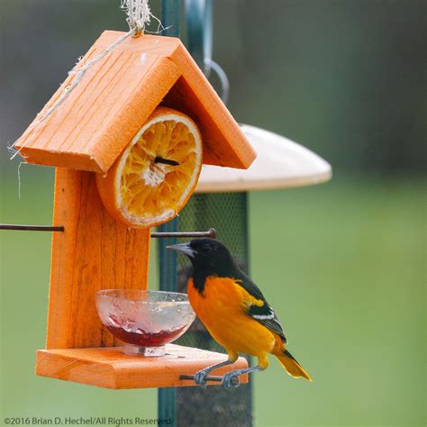 Oriole Bird Food Recipe - banana-breads.com