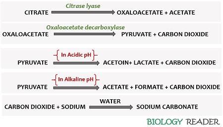 What is Citrate Utilization Test? Definition, Principle, Procedure ...