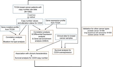 Amplification of the CD24 Gene Is an Independent Predictor for Poor ...