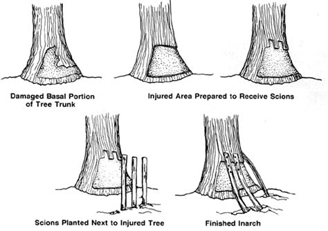 Inarch Grafting from North Carolina State Extension