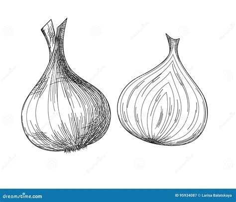 Onion and onion in a cut stock vector. Illustration of isolated - 95934087