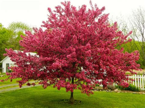 The 10 Most Beautiful Ornamental Trees For Your Yard - The HomeSource | Ornamental trees, Dwarf ...