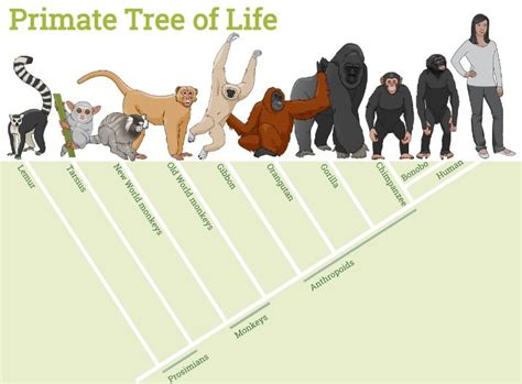 Primate Family Tree