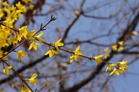 Flowers Spring Forsythia - Free photo on Pixabay - Pixabay