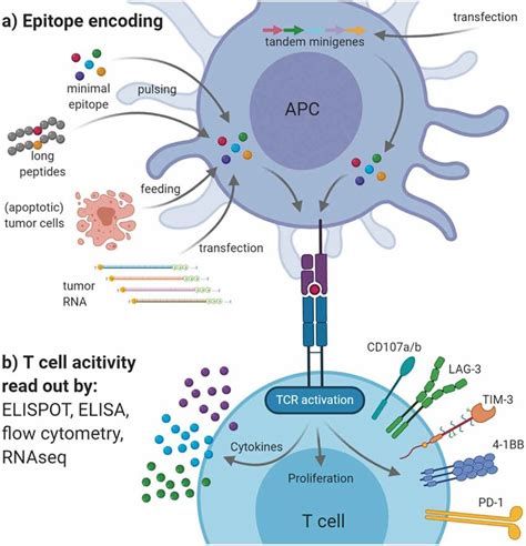 Antigen Presenting Cells