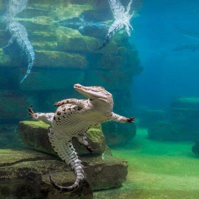 dubai crocodile park map - News, Views, Reviews, Photos & Videos on dubai crocodile park map ...