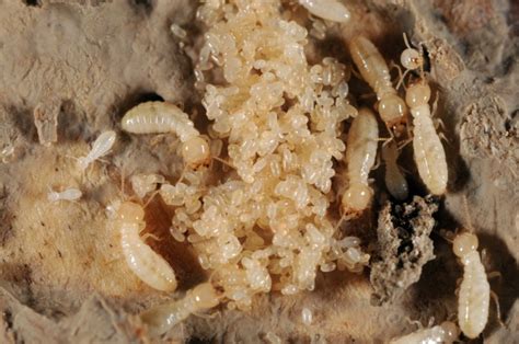 Termite Eggs: What Do Termite Eggs Look Like? (12+ Pictures & Facts)