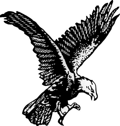 12+ Bald eagle clipart black and white collection