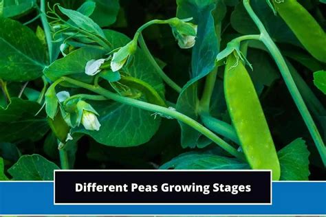 8 Different Peas Growing Stages (Explained)