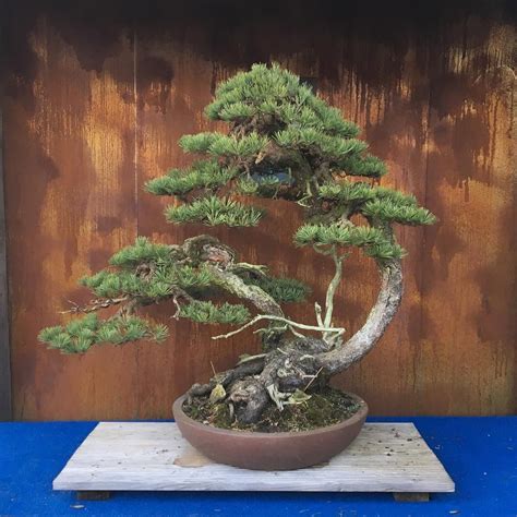 Zen Garden With Bonsai Tree – Zerkalovulcan