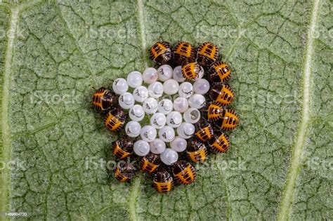 Brown Marmorated Stink Bug Eggs And Nymph Instar Hatching From Eggs Invasive Insect Control ...