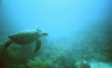 Key Largo Diving - These 5 Things Will Change The Way You Approach Your ...