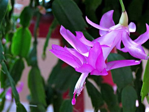 Through Carol's Lens: Hot Pink Christmas Cactus