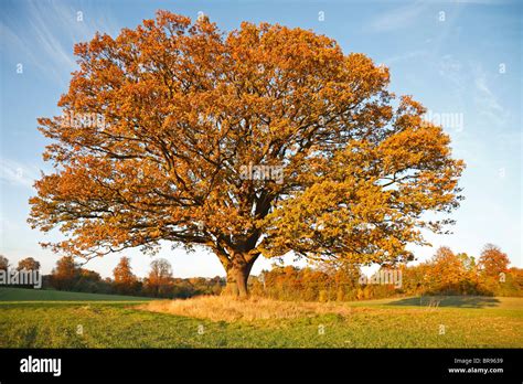 Oakly White Oak Tree Tree Leaf Identification Oak Tree