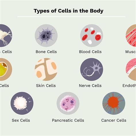 Human Body Cell, Human Body cell structure