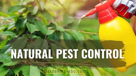 12 Natural Pest Control Methods: Control Pests Organically With Natural Pesticides