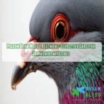 Pigeon Beak Need Treatment: Effective Care for Common Beak Issues