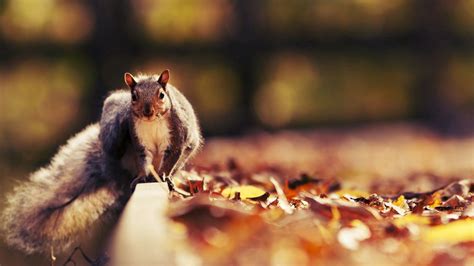 Download wallpaper 1920x1080 squirrel, leaves, autumn, animal hd background