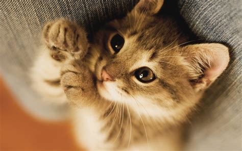 Cute Cat wallpaper | 2560x1600 | #74618