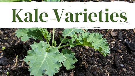 3 Types of Kale - To grow in your backyard garden - Our Stoney Acres