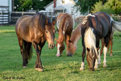 Home - Mustang Sanctuary is a 501(c)3 NFP dedicated to Mustang Adoptions In Edwardsville ...