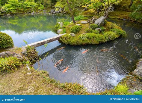 Traditional Japanese Pond Garden with Colorful Orange Carp Fish Stock ...