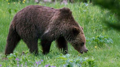 Conservationists and tribes denounce U.S. plan to remove Yellowstone grizzly bears from ...