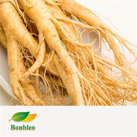 Panax Ginseng Extract – Bonbleo